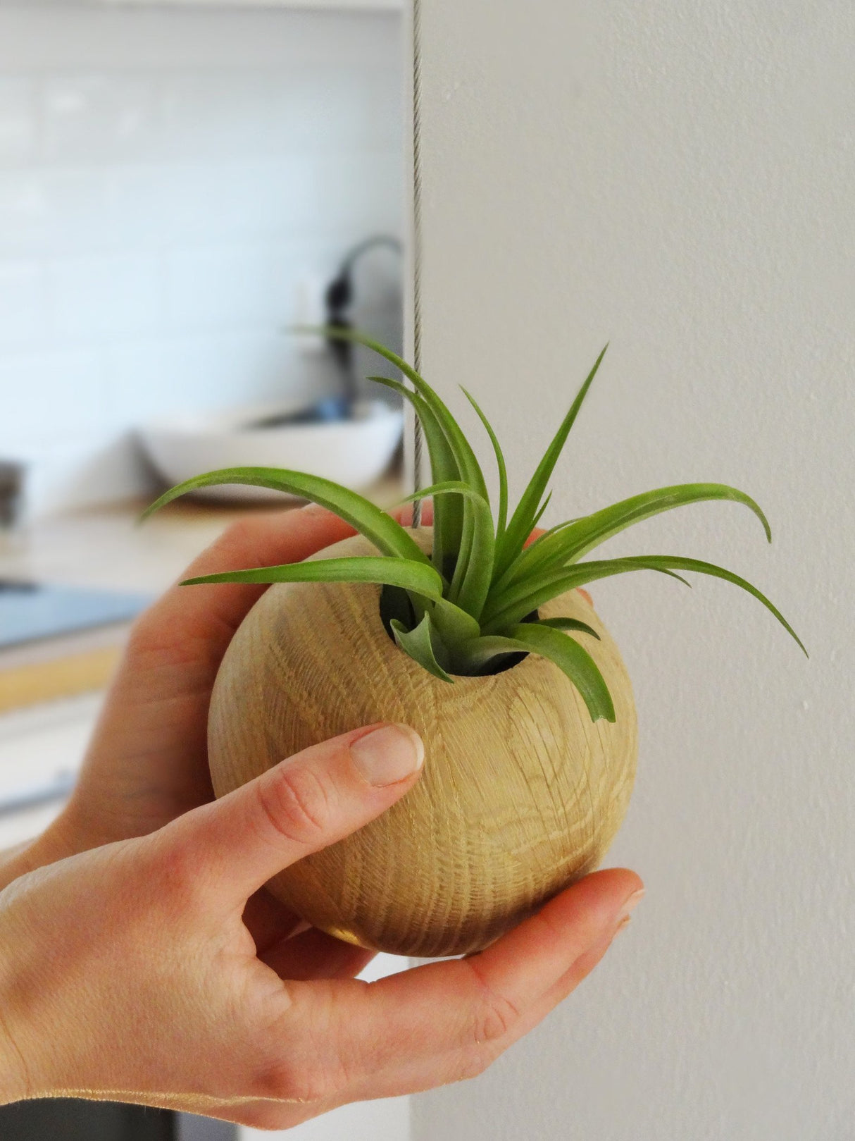 Tillandsia Brachycaulos tropical air plant inside hanging sphere pot