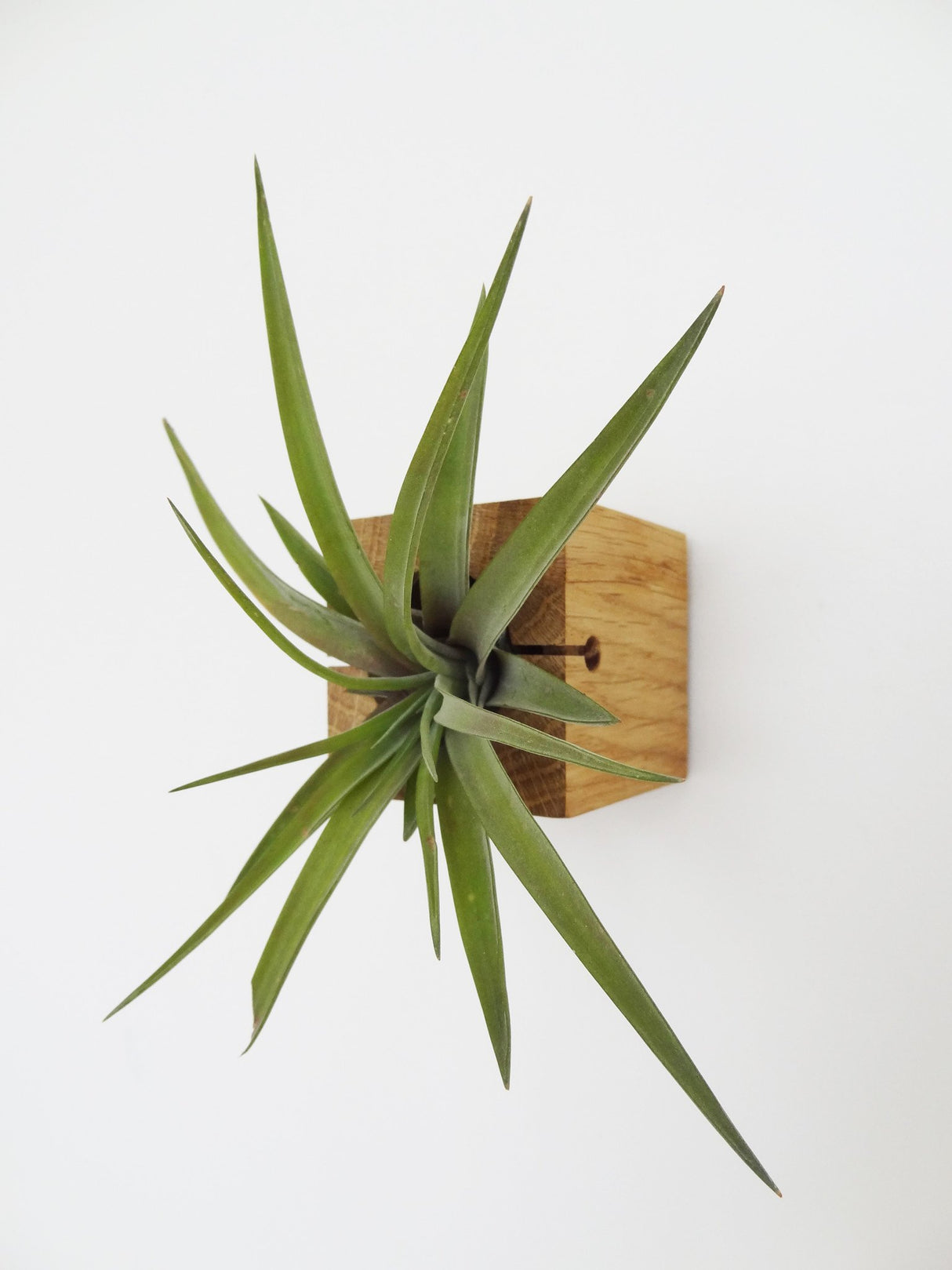 Cube air plant design holder with Tillandsia Brachycaulos horizontal wall orientation