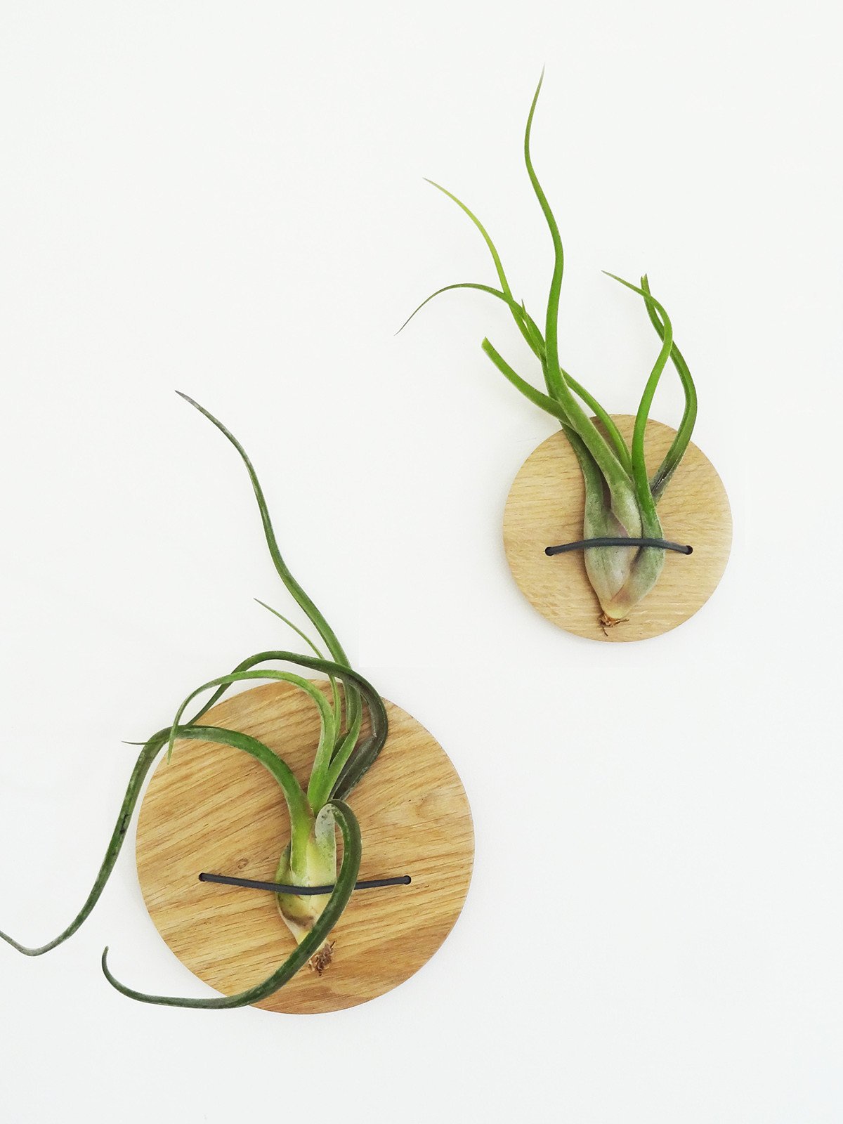 Discs (set of 2) - Light Oak