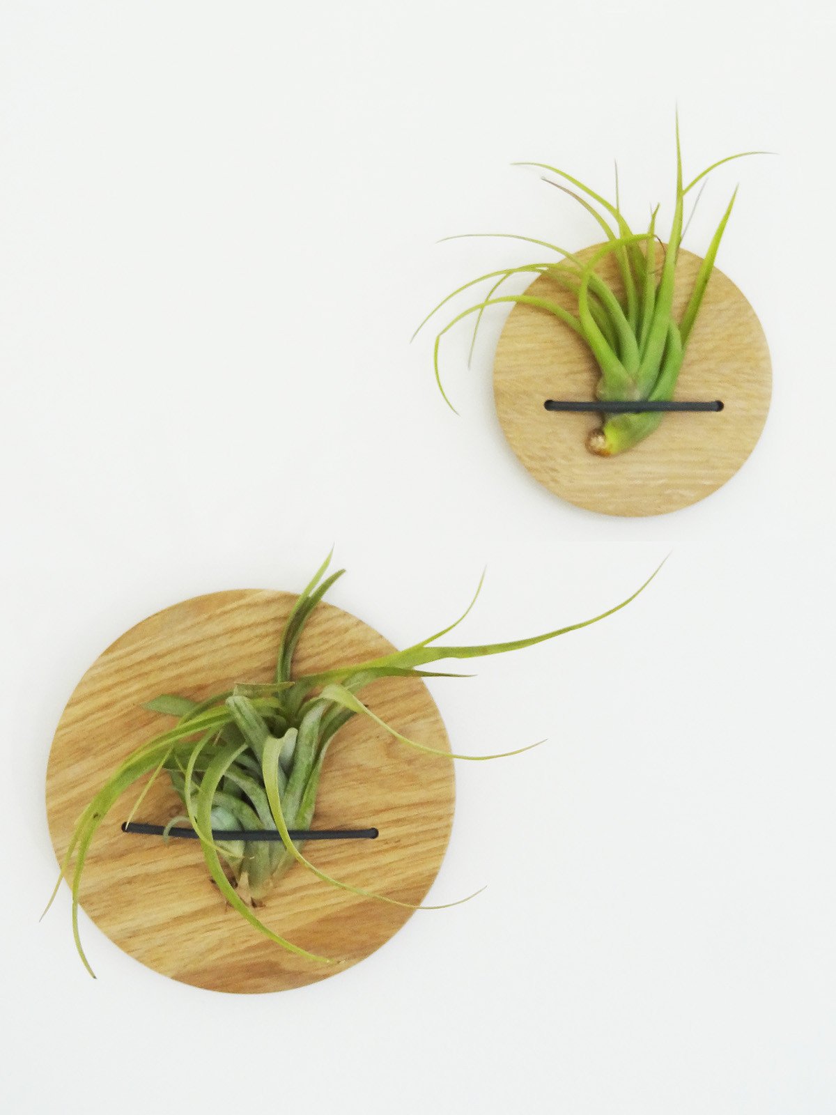 Discs (set of 2) - Light Oak