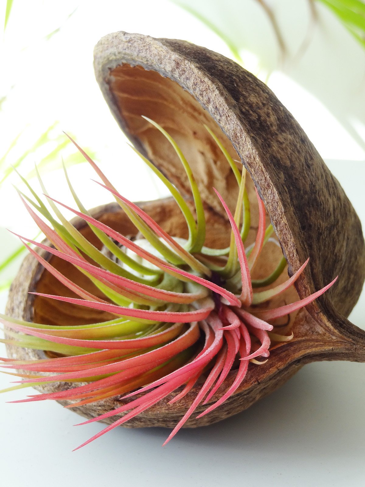 Tropical Nut with air plant