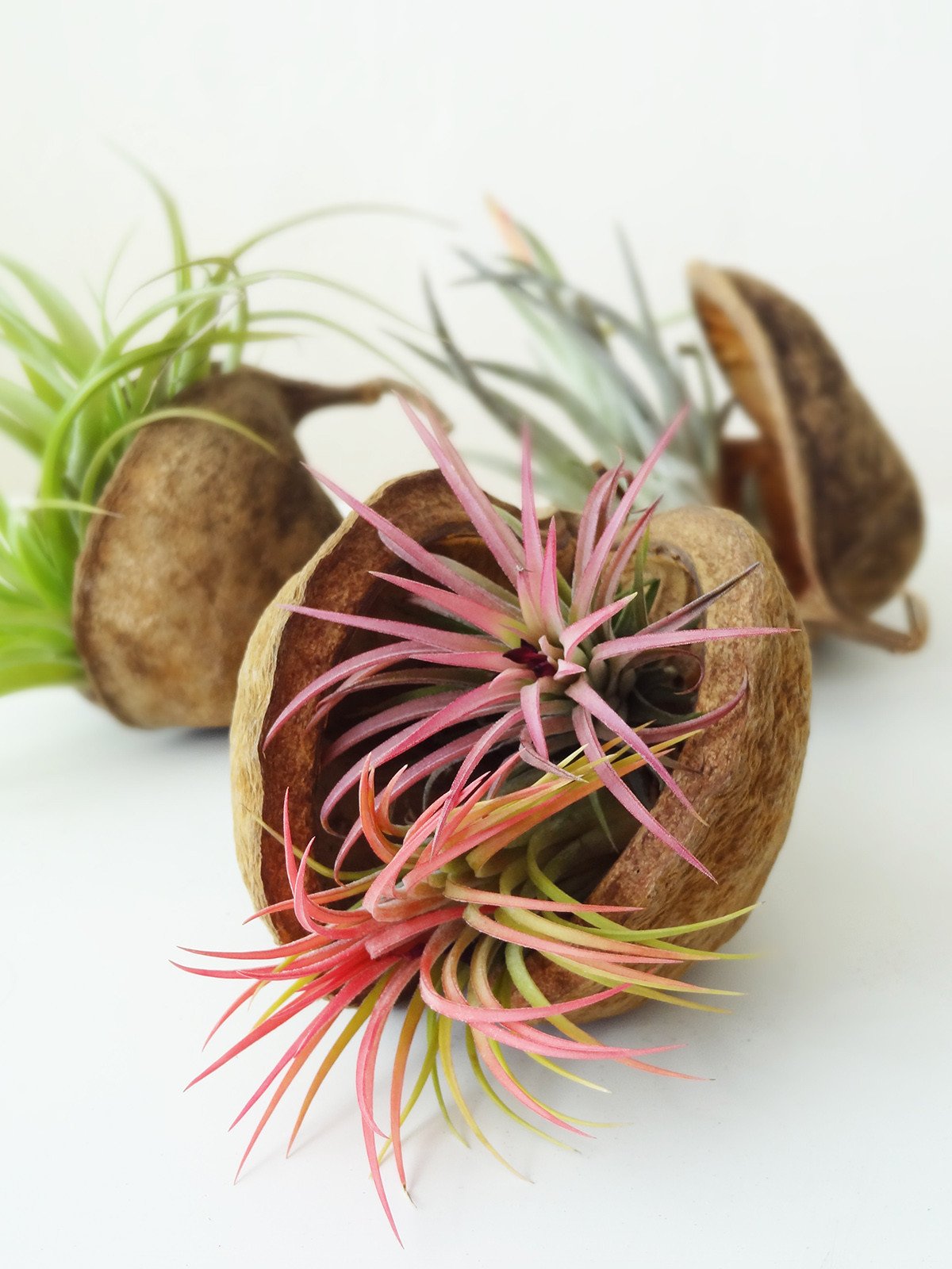 Tropical Nut with air plant
