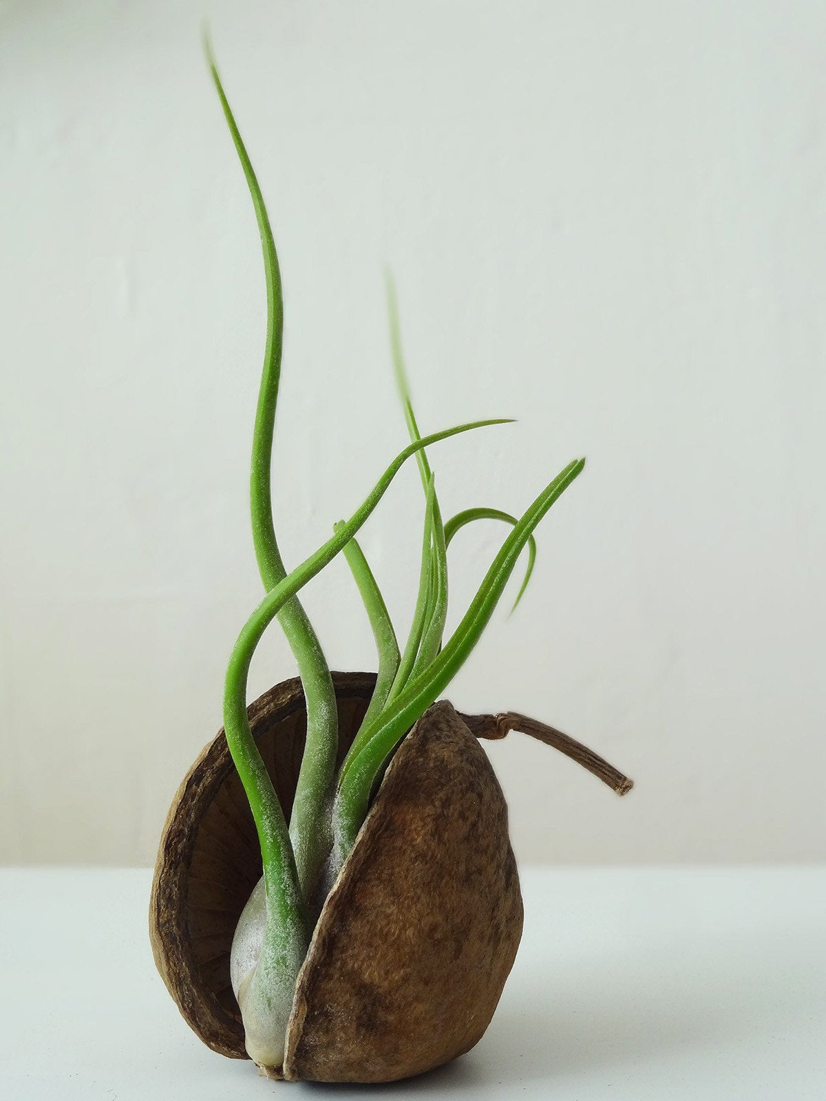 Tropical Nut with air plant