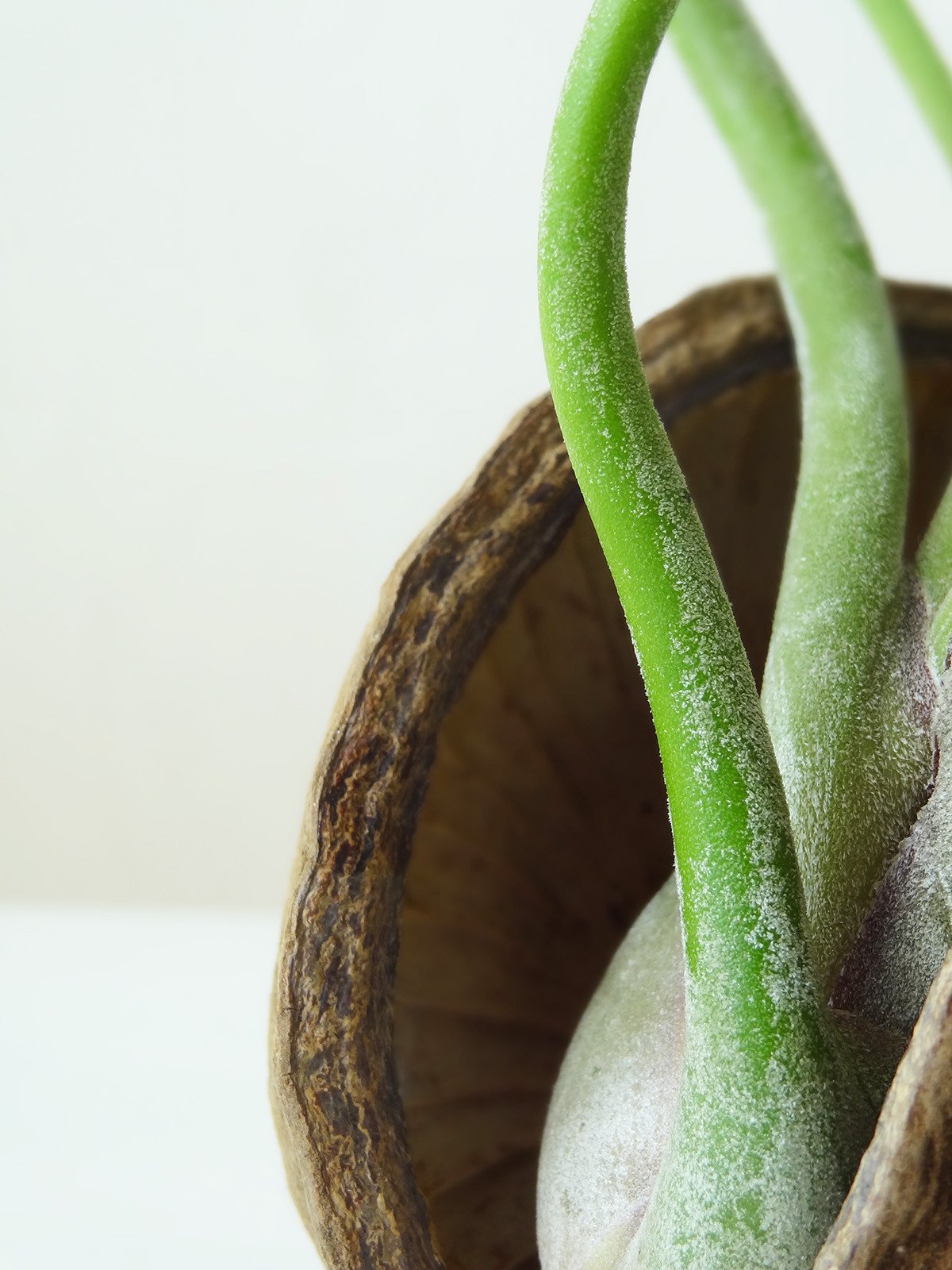 Tropical Nut with air plant
