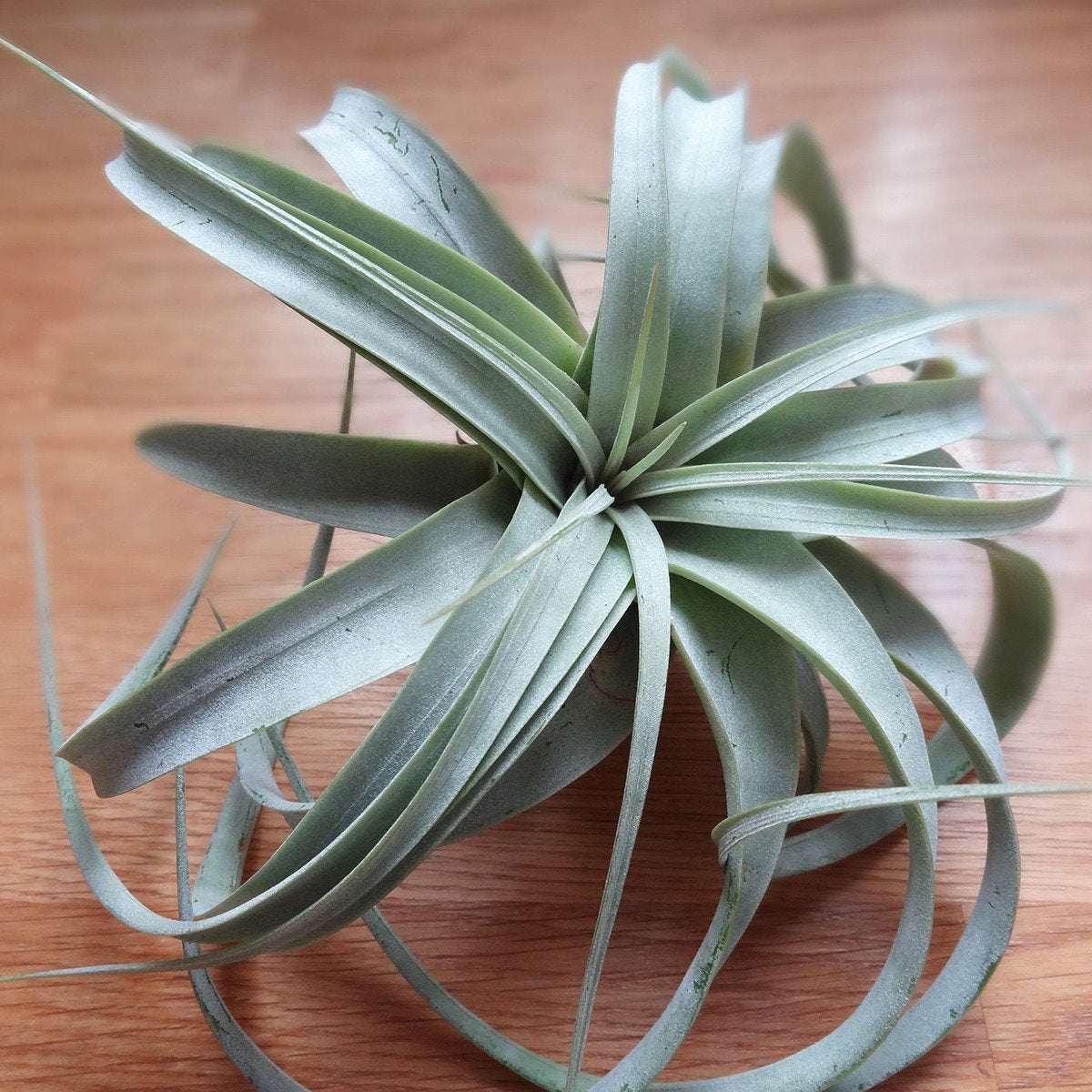 air plant xerographica Tillandsia Xerographica airplant – Etairnity Design