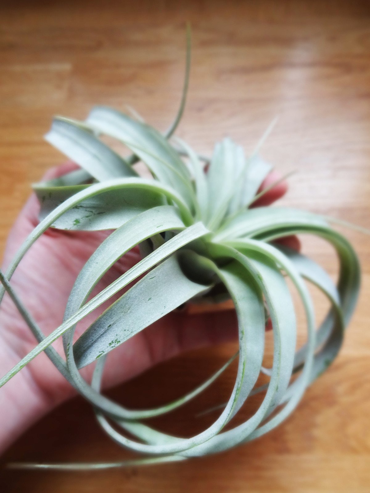 Tillandsia Xerographica tropical air plant