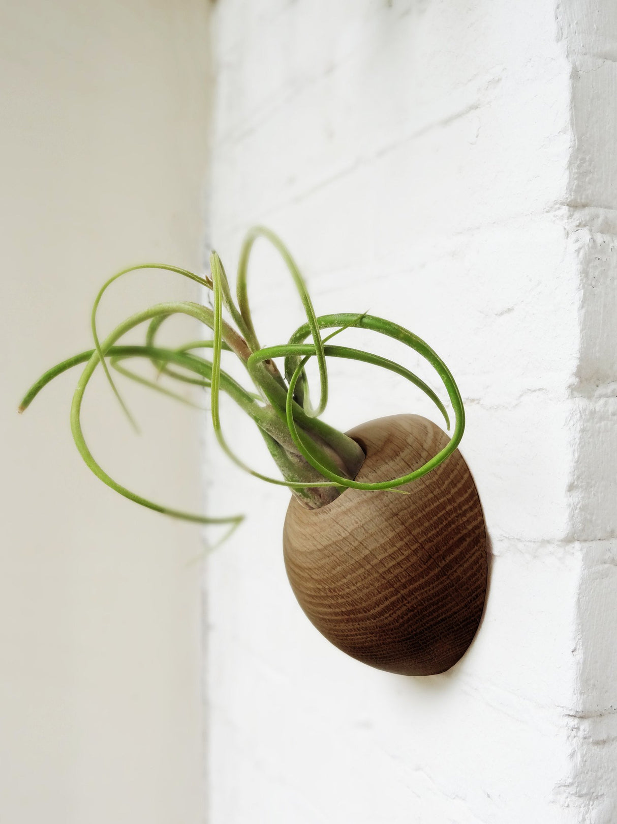 Hemisphere - Dark Oak