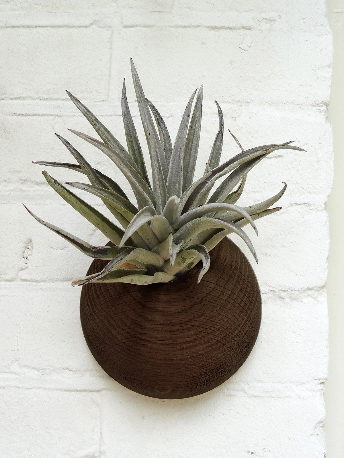 Hemisphere - Dark Oak