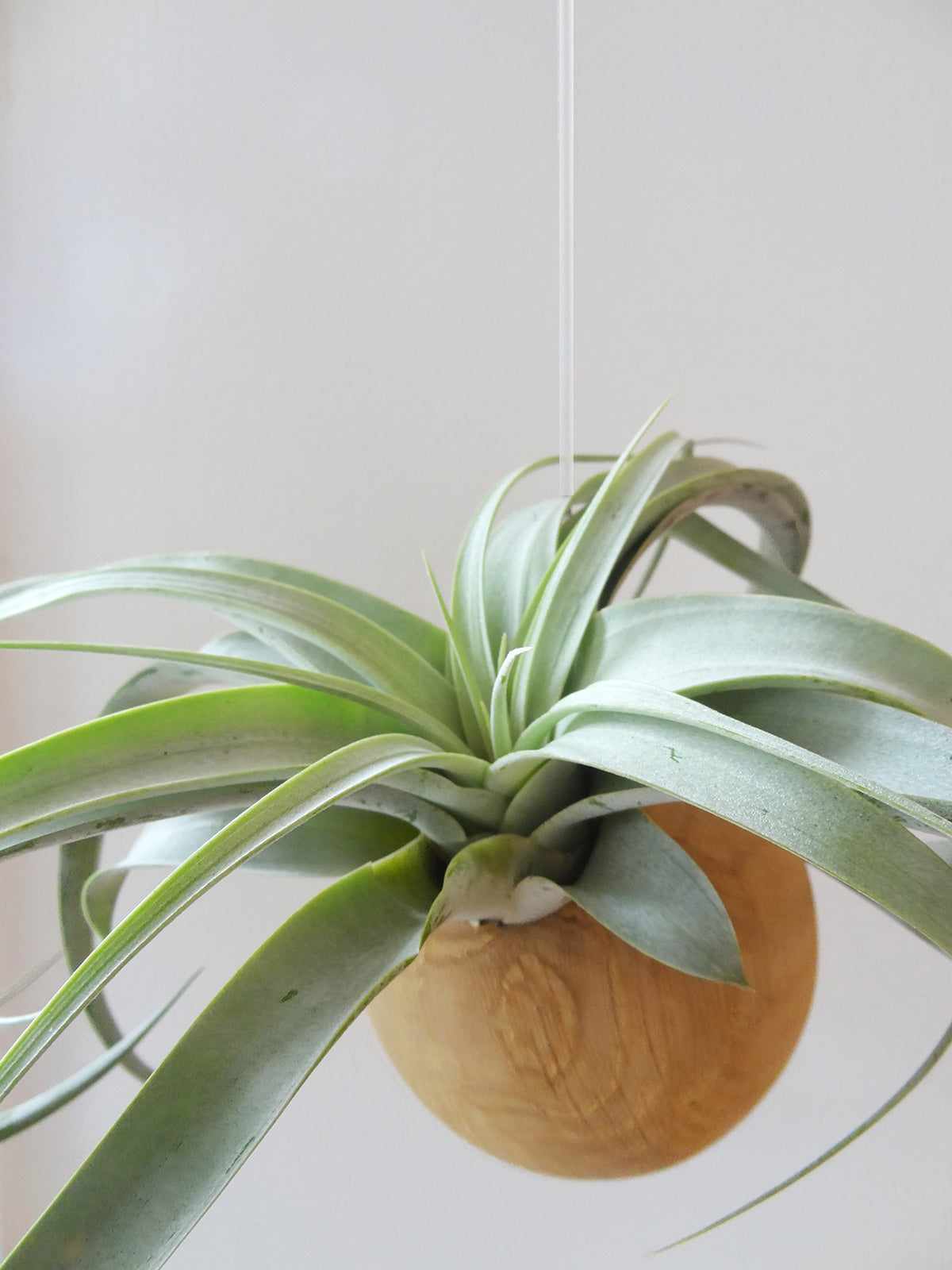 Hanging Sphere - Light Oak