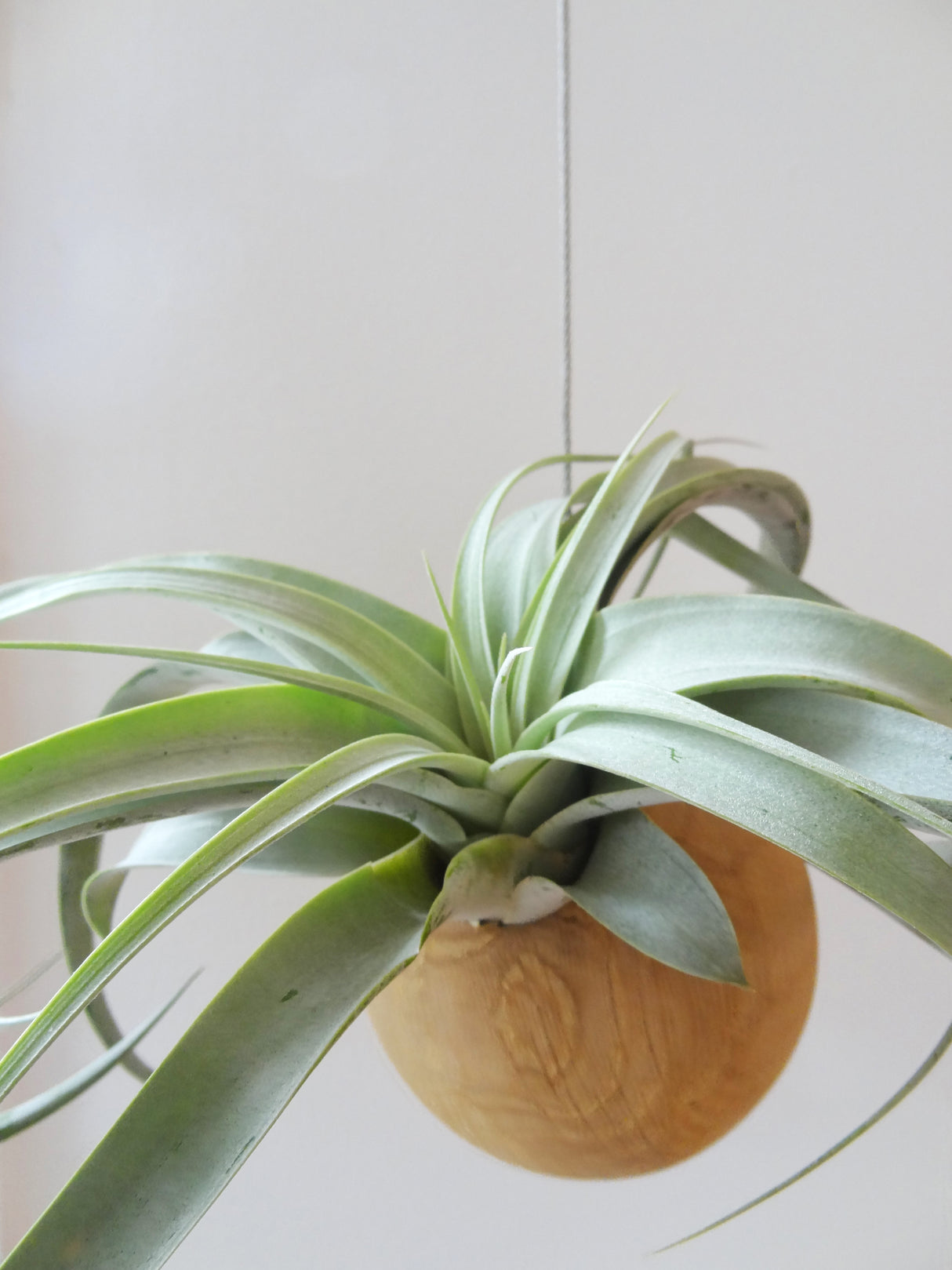 Hanging Sphere - Light Oak