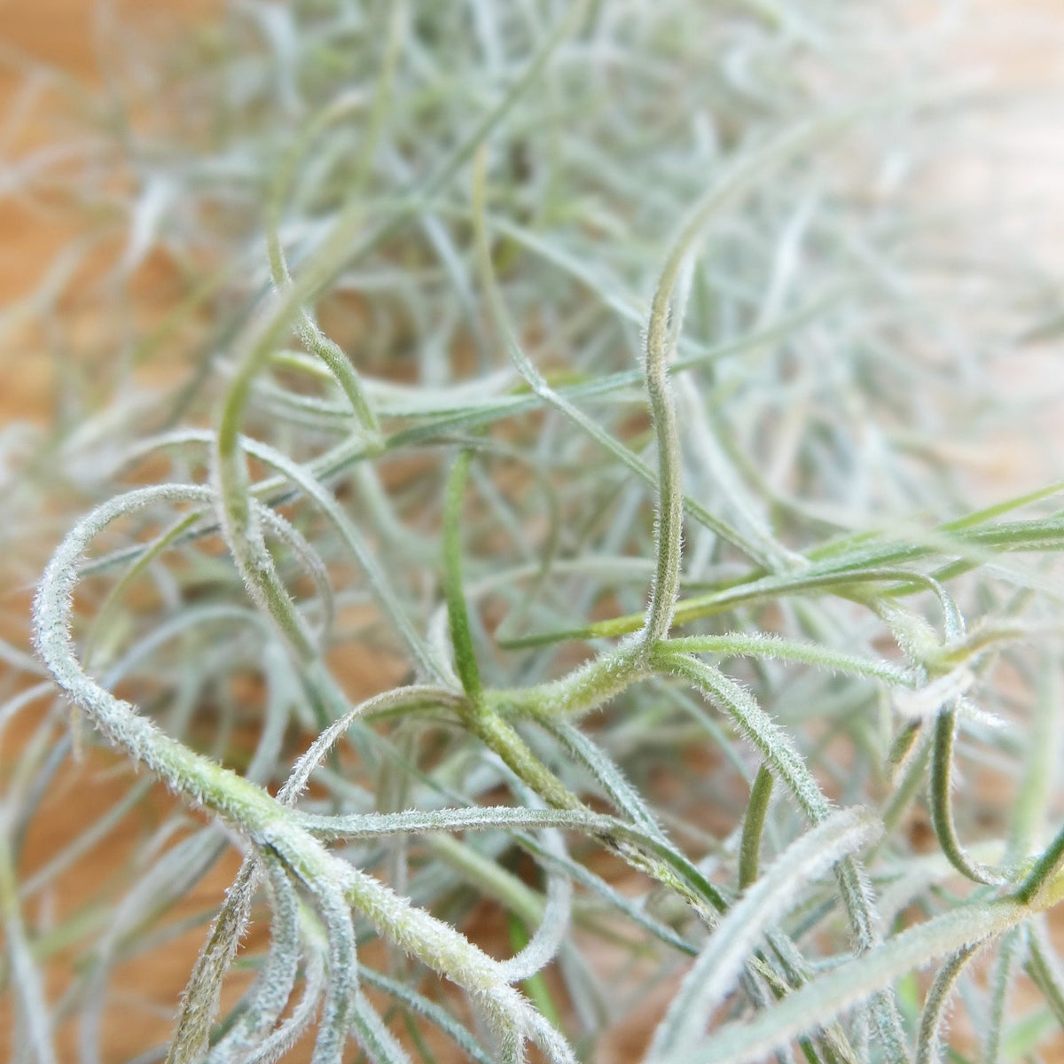 Tillandsia Usneoidus (Spanish Moss) airplant  Etairnity Design