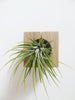 Cube air plant design holder with colorful Tillandsia Ioantha Rubra on the wall