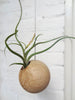 Hanging sphere air plant design pot with Tillandsia Caput-Medusa