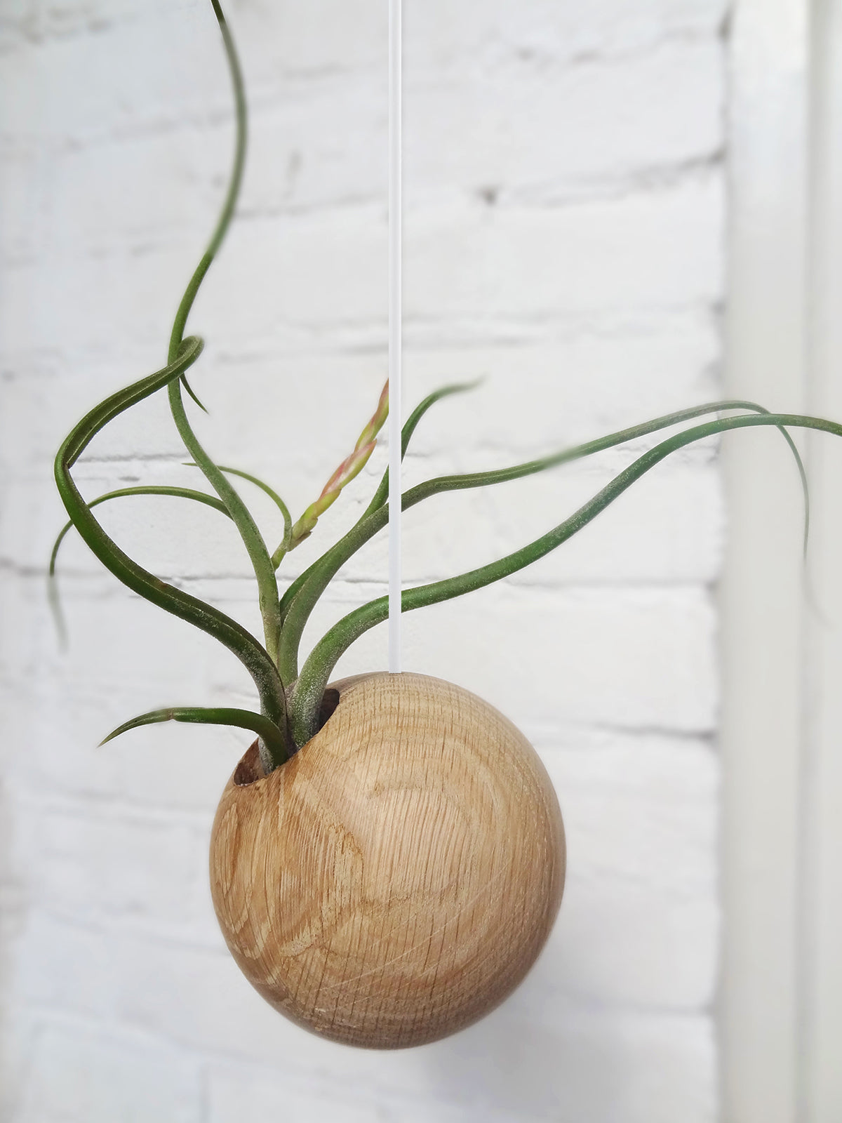 Hanging Sphere - Light Oak