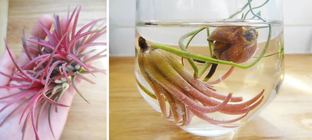 Watering air plants