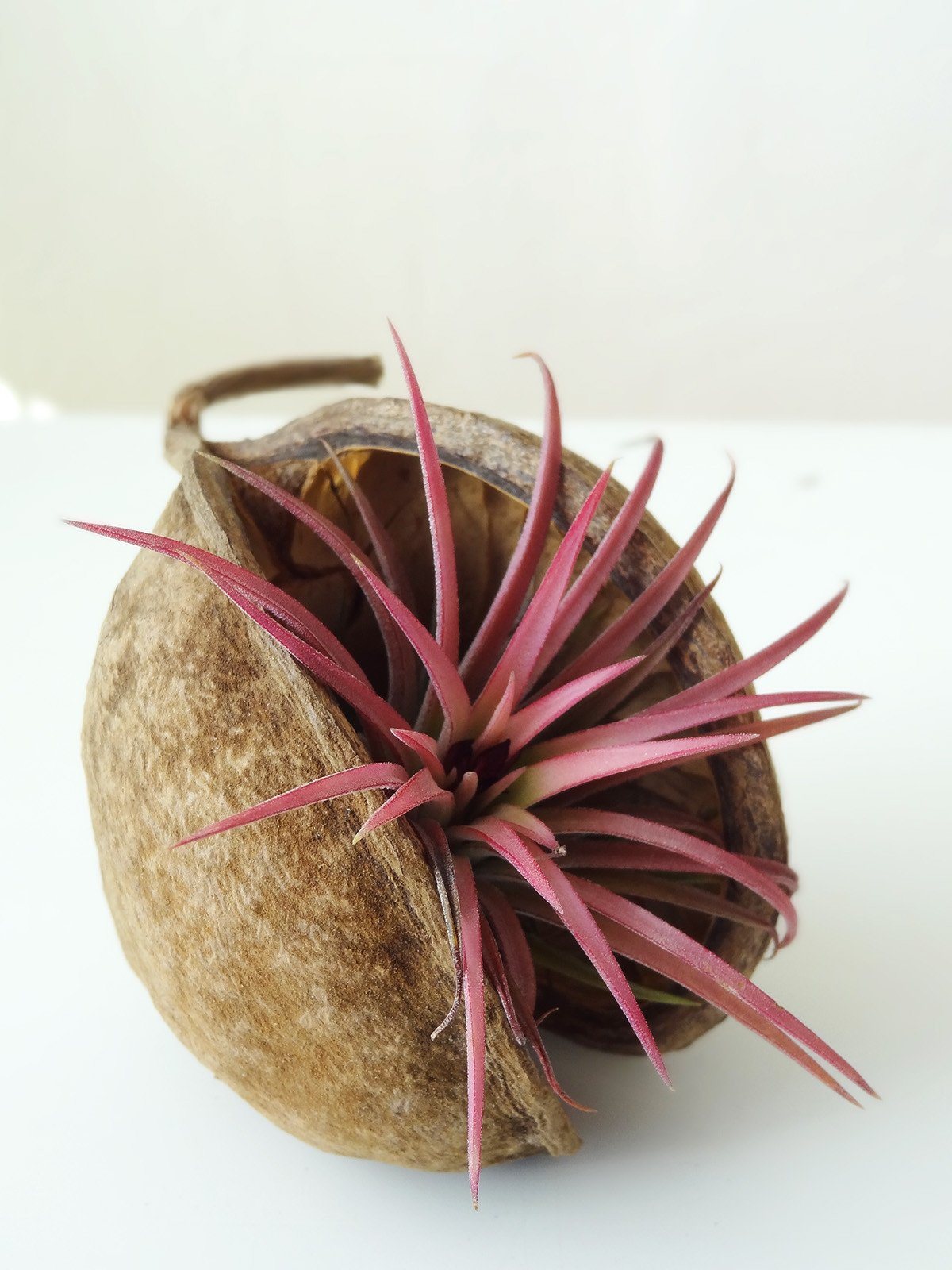 Tropical Nut with Air Plant 11