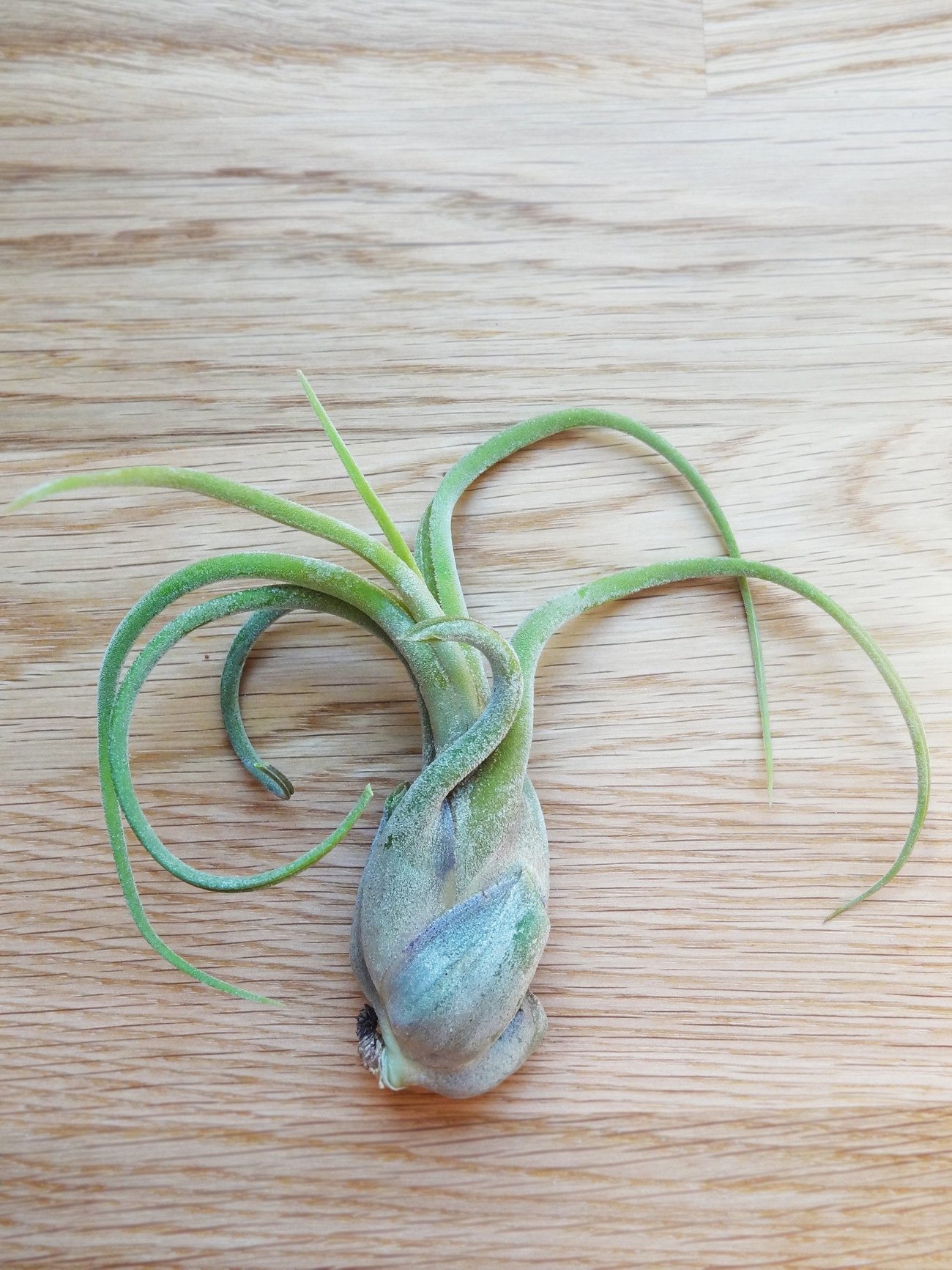 Tillandsia Caput-Medusa