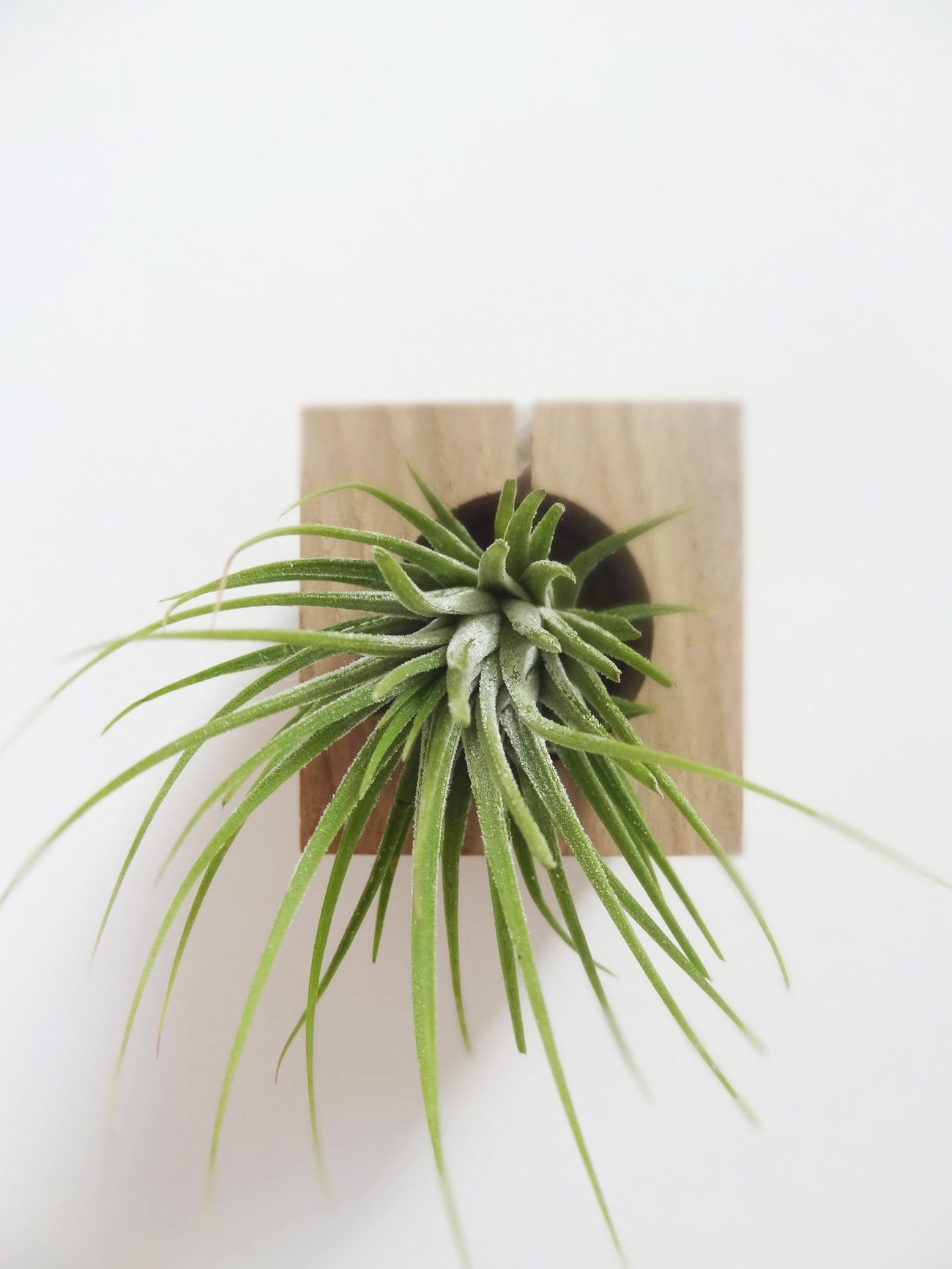 Cube – Light Oak 4