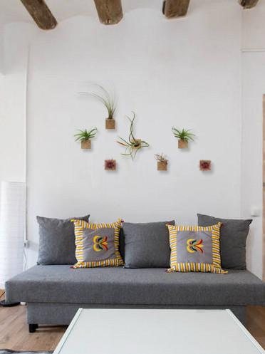 Tillandsia Juncea 4