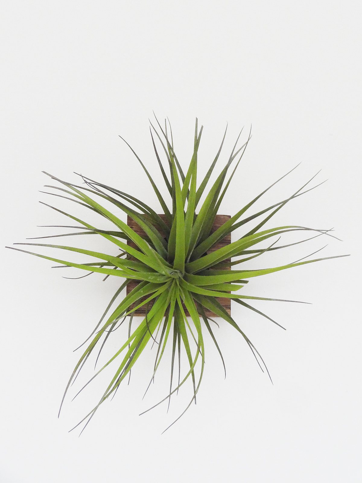 Cube – Dark Oak 4