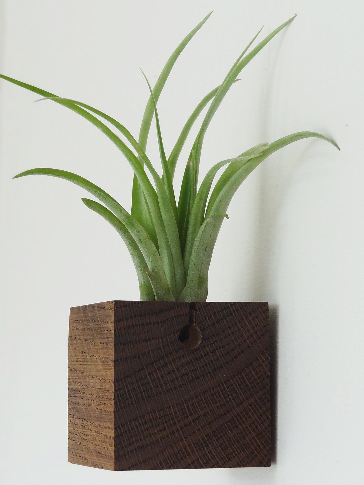 Cube – Dark Oak 2
