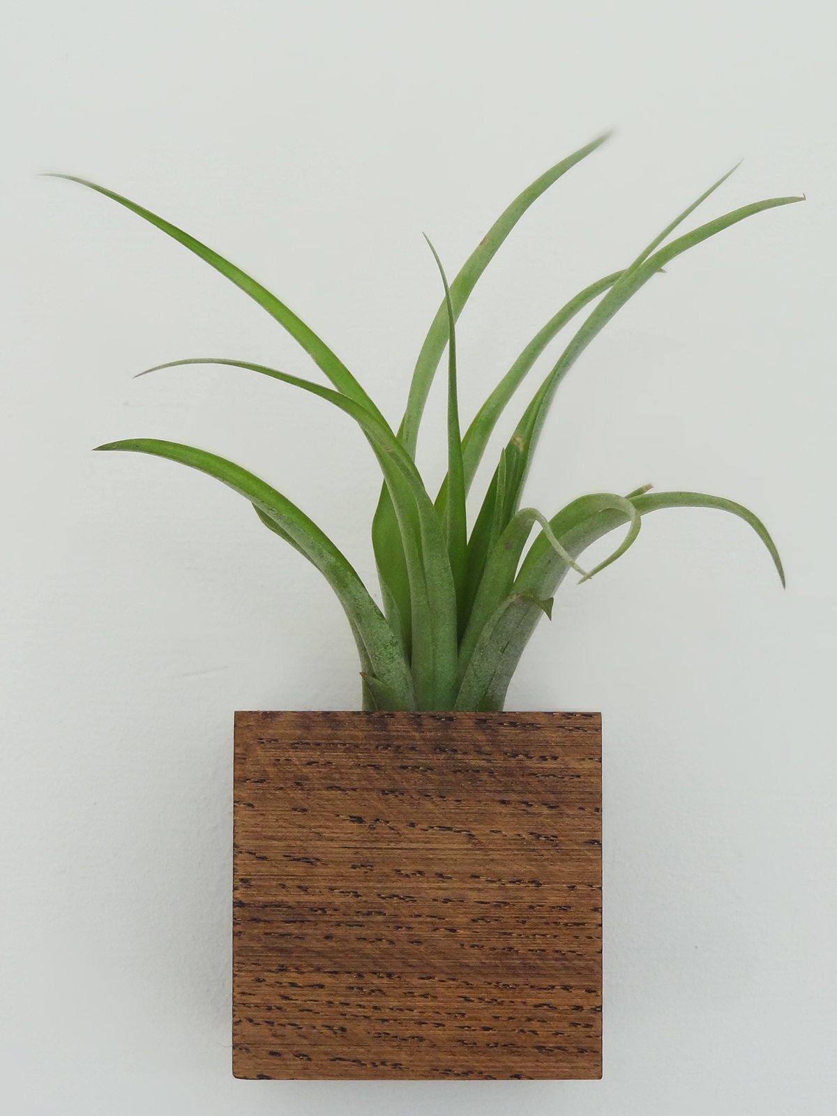 Cube – Dark Oak 7