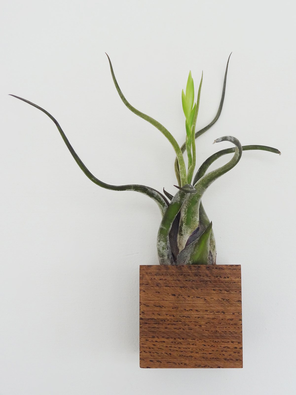 Cube – Dark Oak 5
