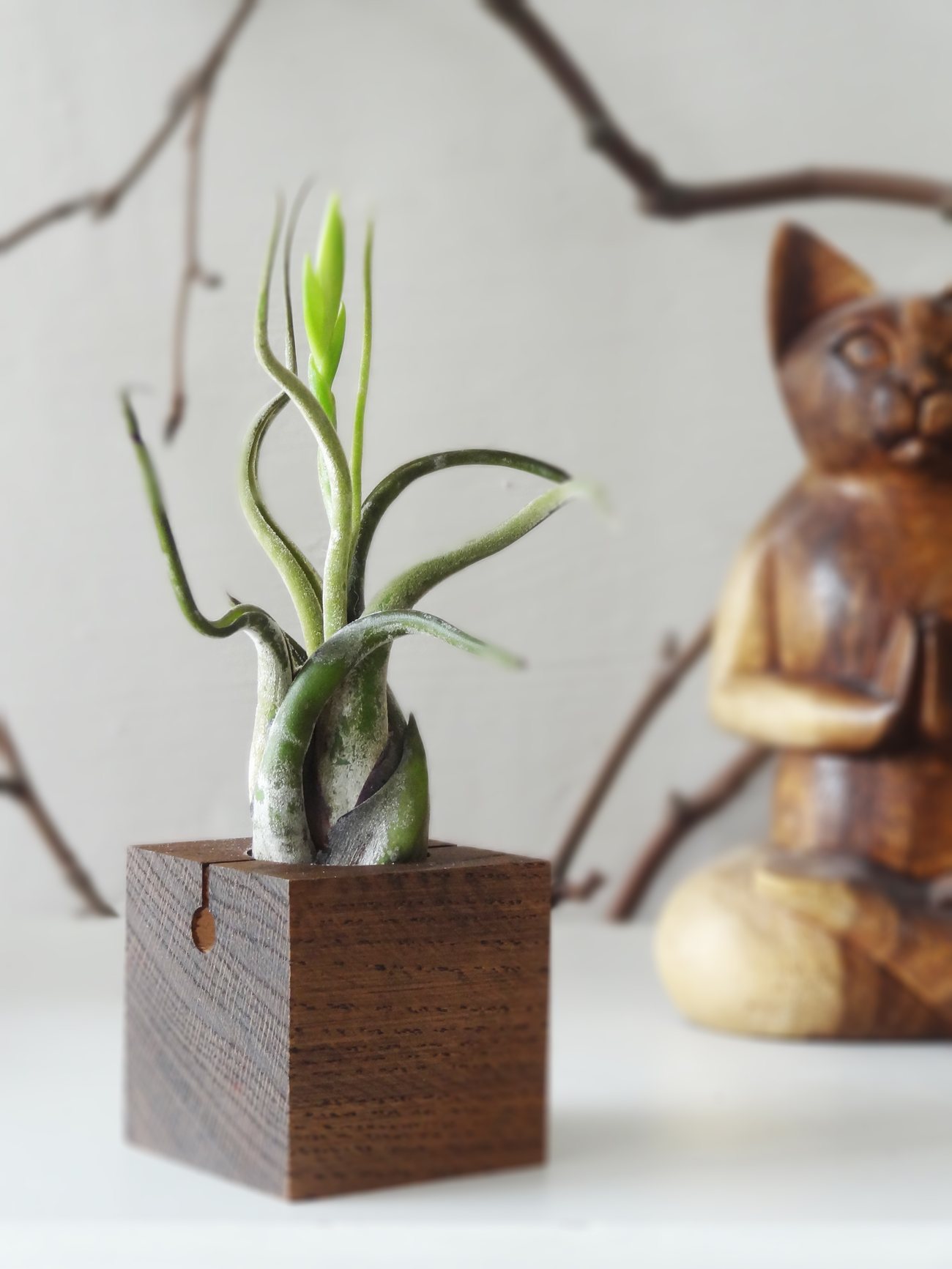 Cube – Dark Oak 8