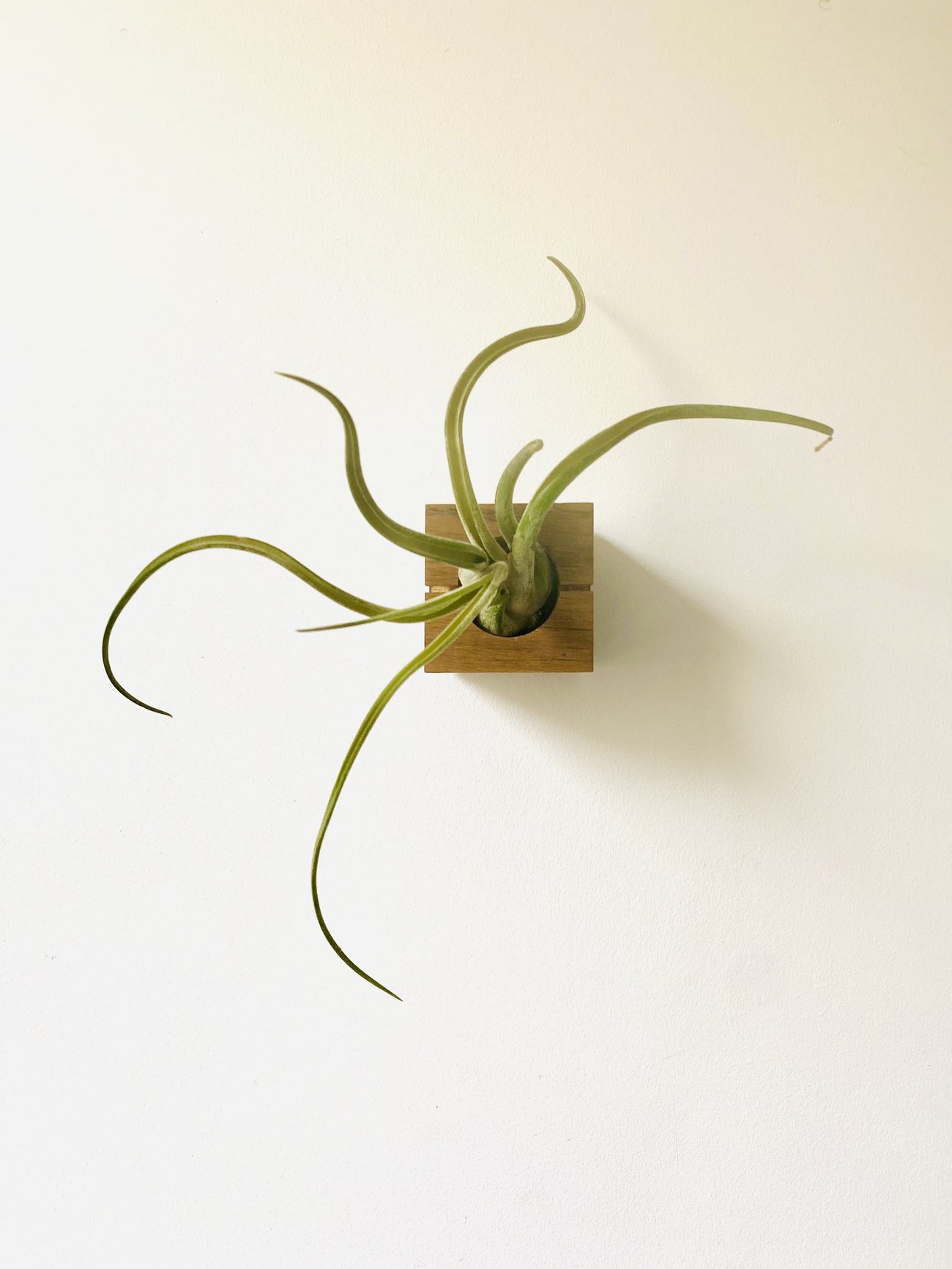 Cube – Dark Oak 11