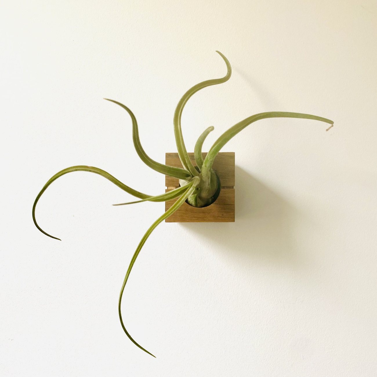 Cube – Dark Oak 10