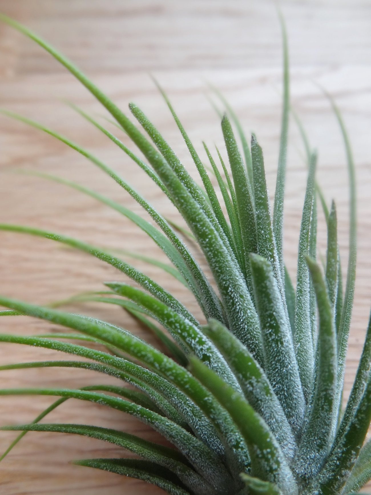 Tillandsia Ionantha Green