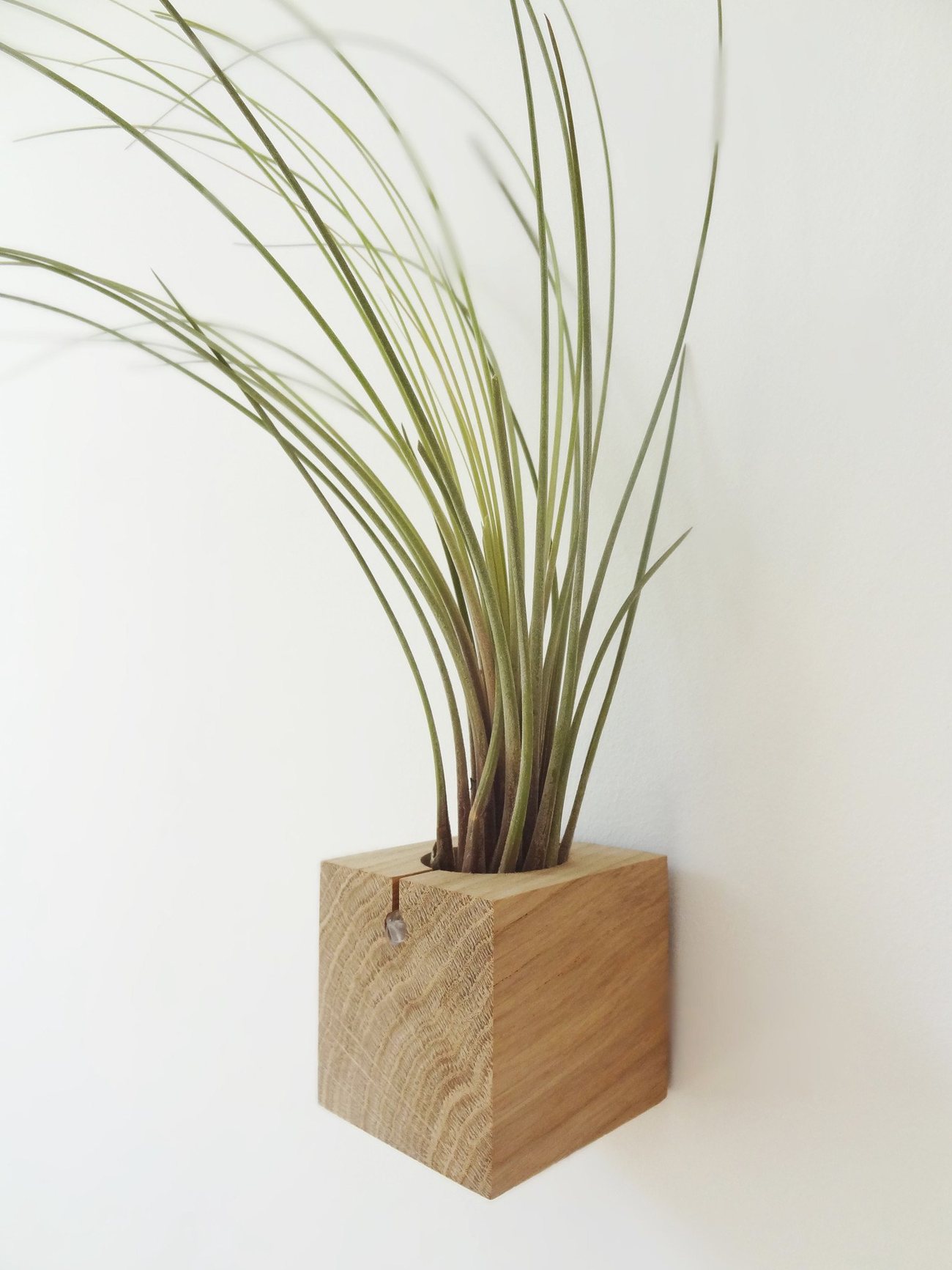 Tillandsia Juncea 3