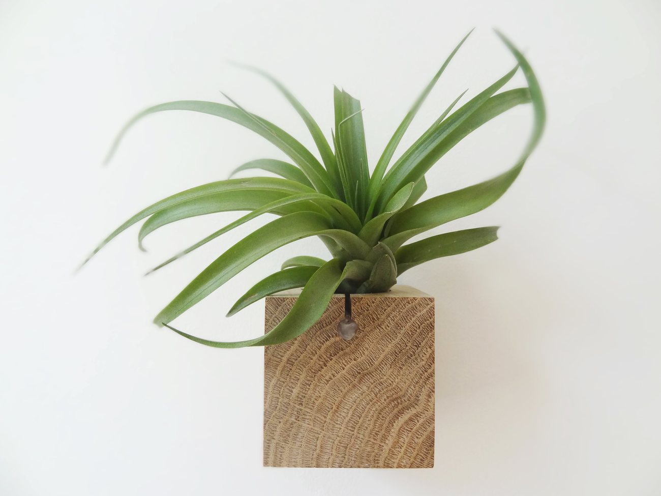 Cube – Light Oak 6