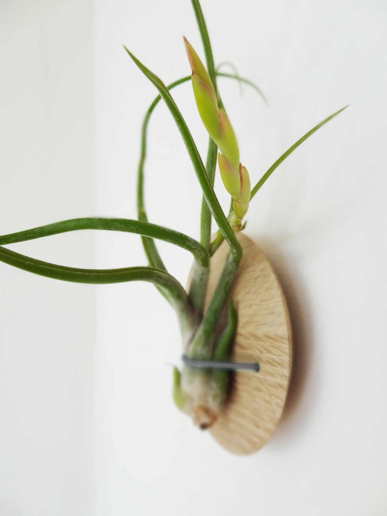 Tillandsia Caput-Medusa 3
