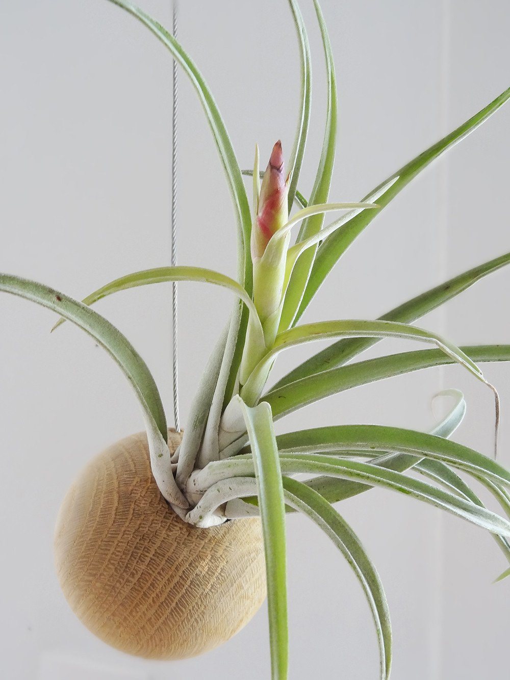 Tillandsia Harissii 3