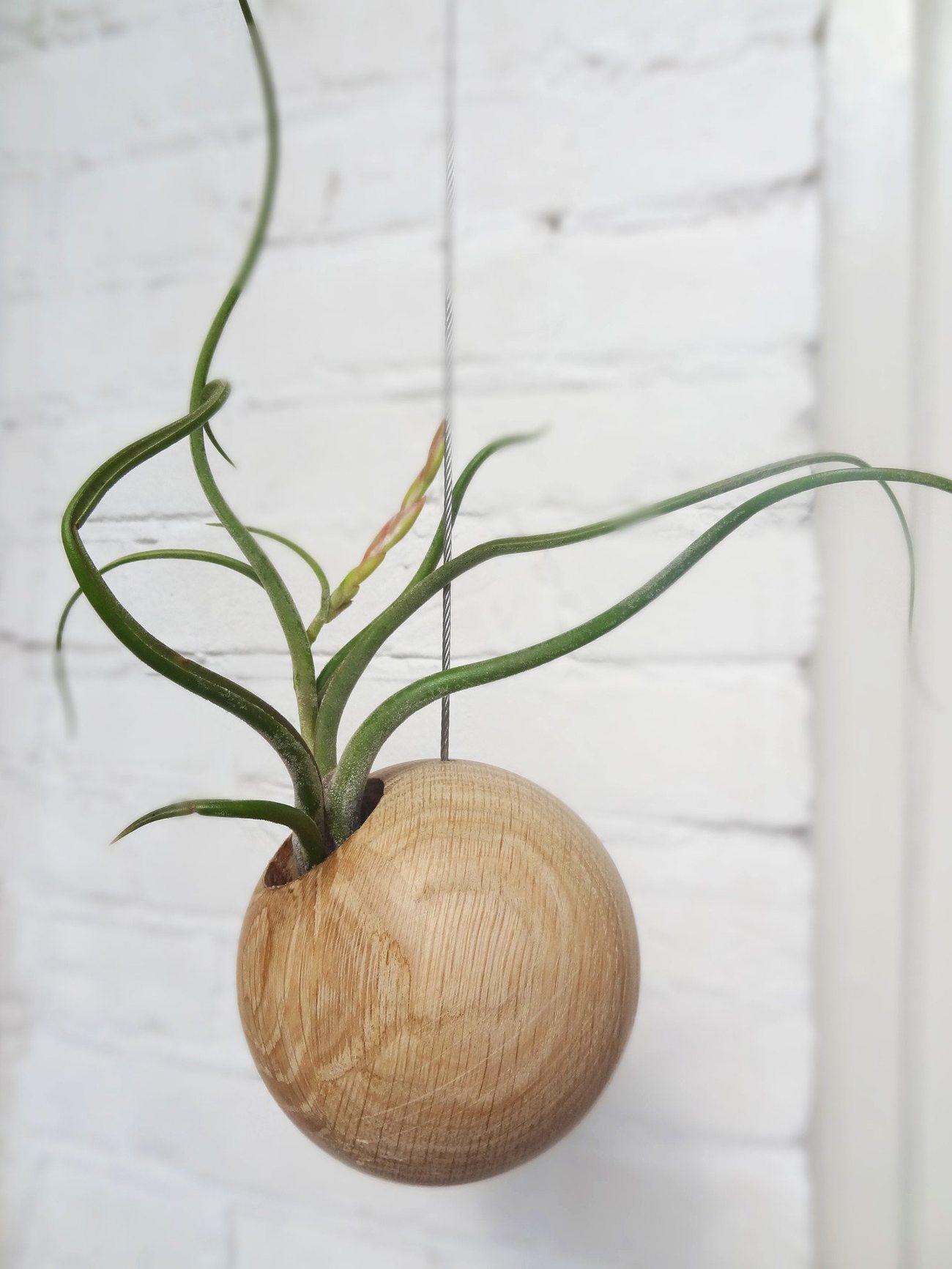 Tillandsia Caput-Medusa 5