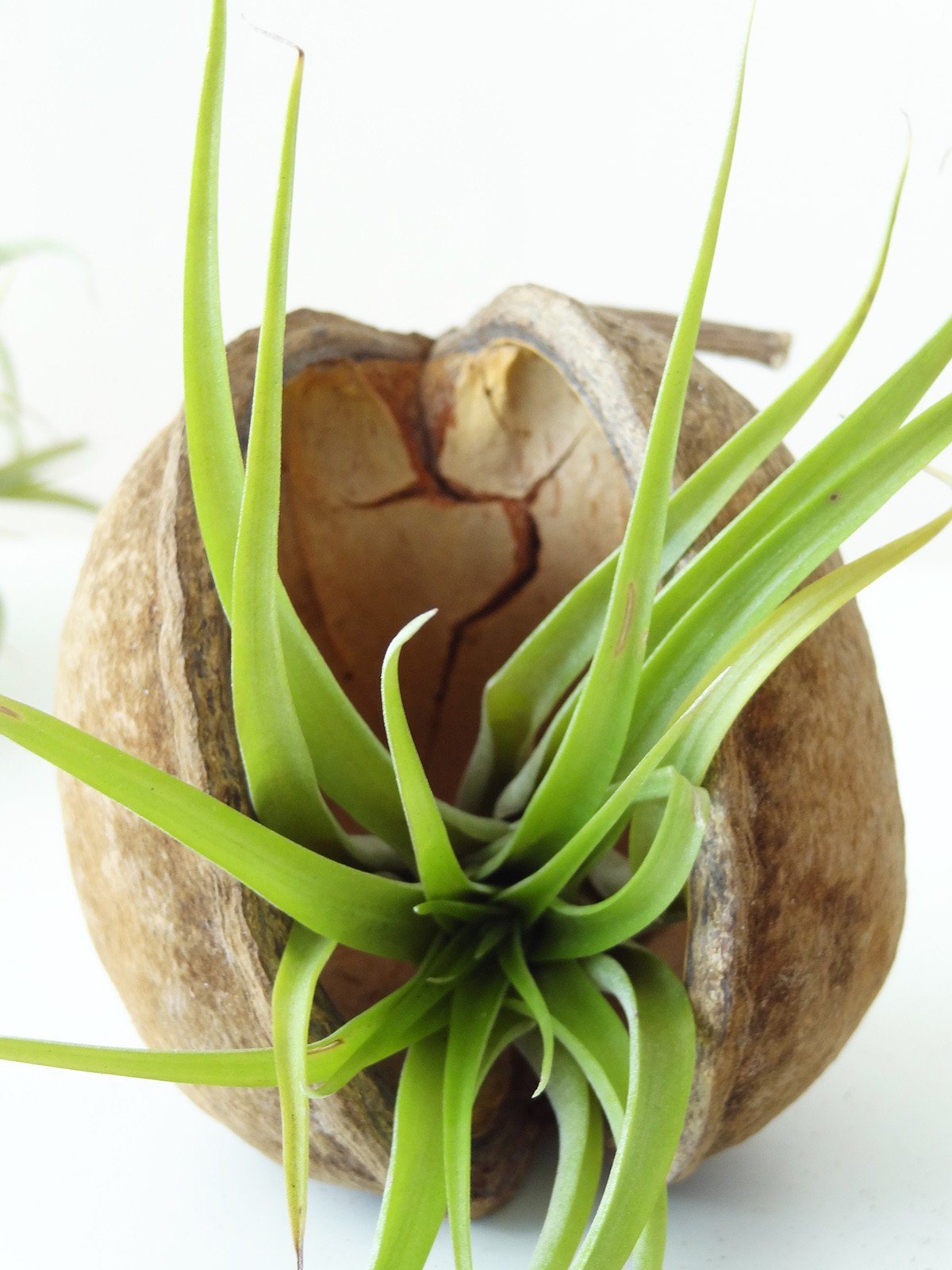 Tropical Nut with Air Plant 8