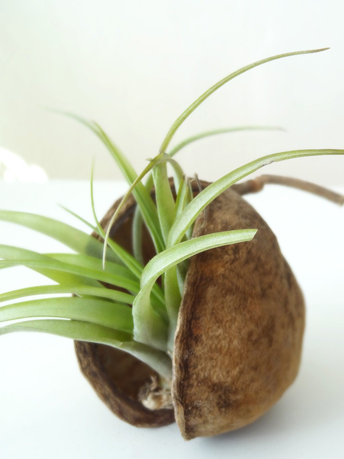 Tropical Nut with Air Plant 10