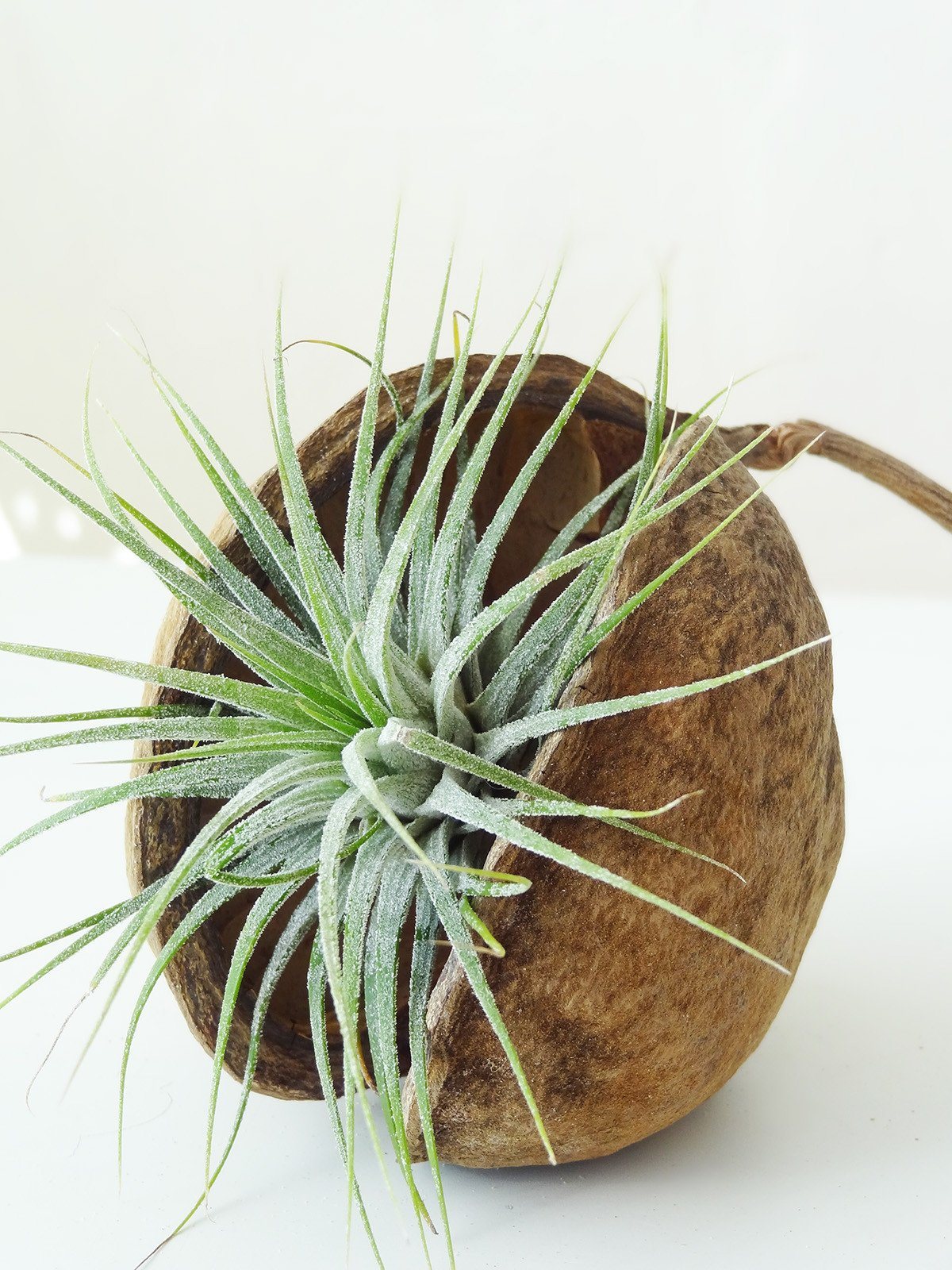 Tropical Nut with Air Plant 5