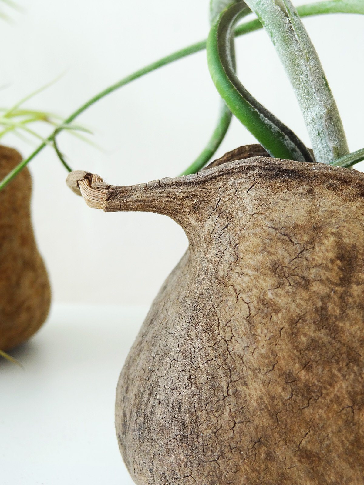 Tropical Nut with Air Plant 3