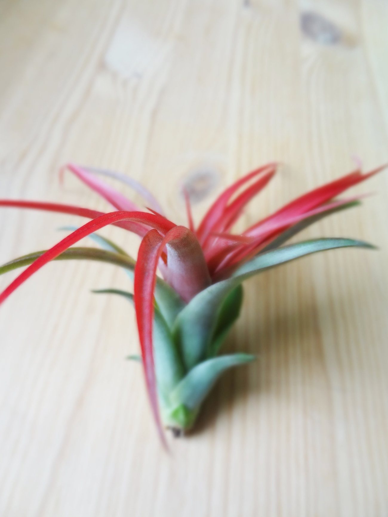 Tillandsia Brachycaulos 4