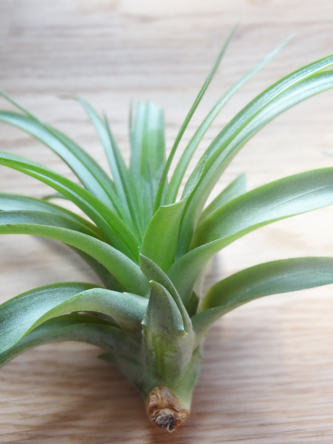 Tillandsia Brachycaulos