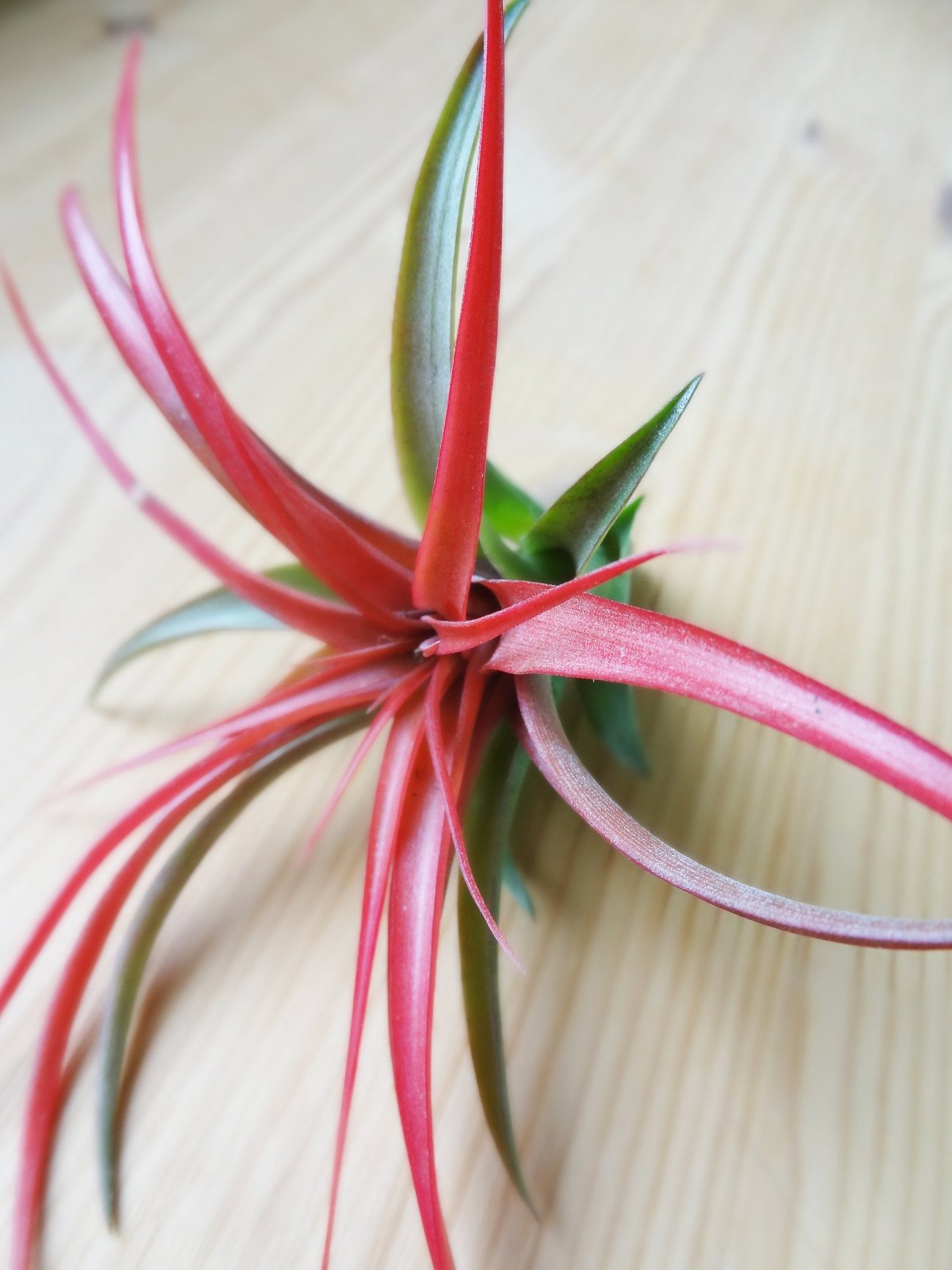 Tillandsia Brachycaulos 3