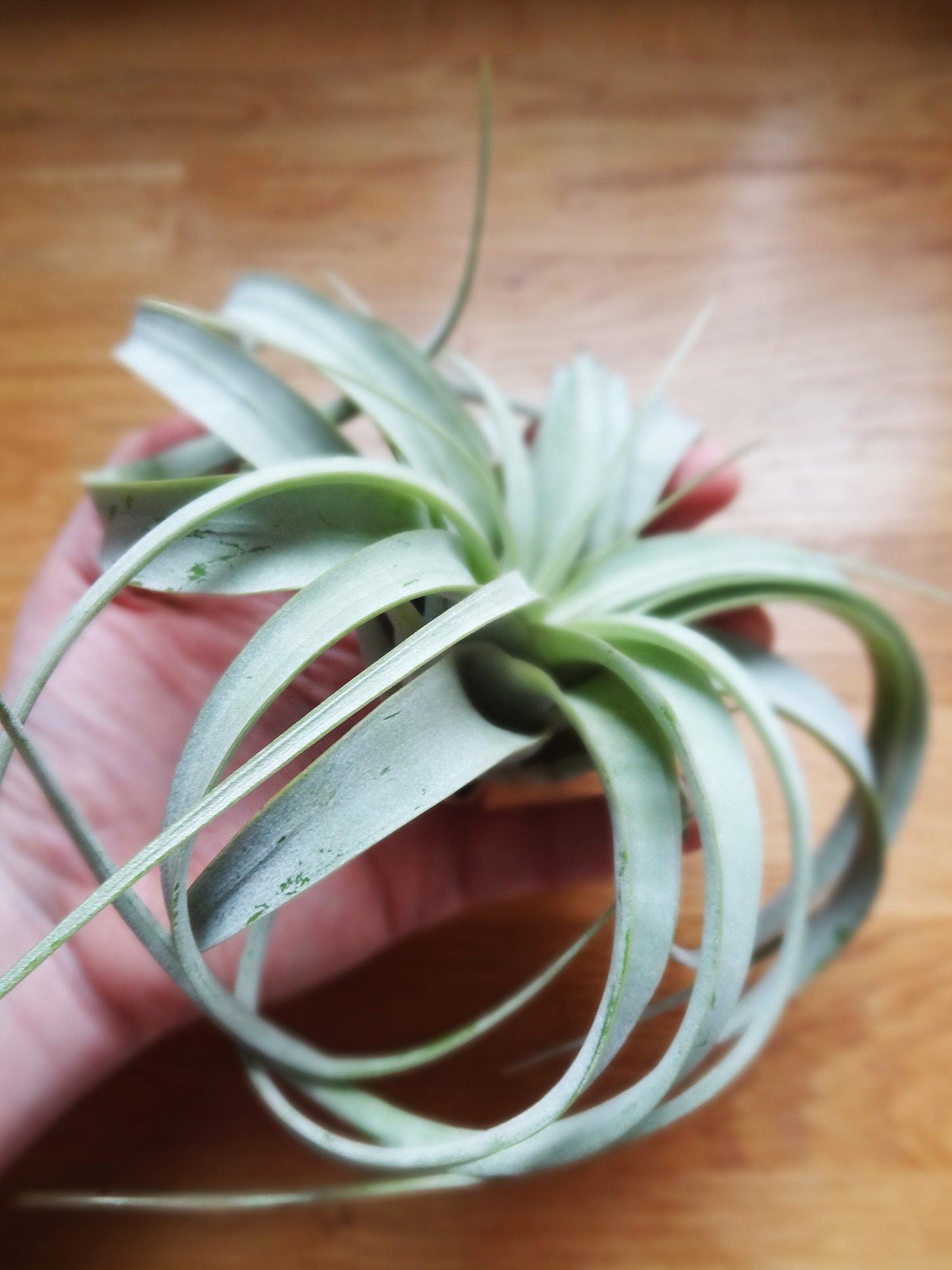 Tillandsia Xerographica 3