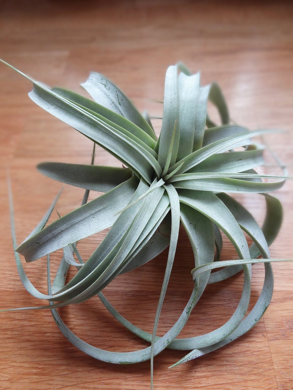 Tillandsia Xerographica