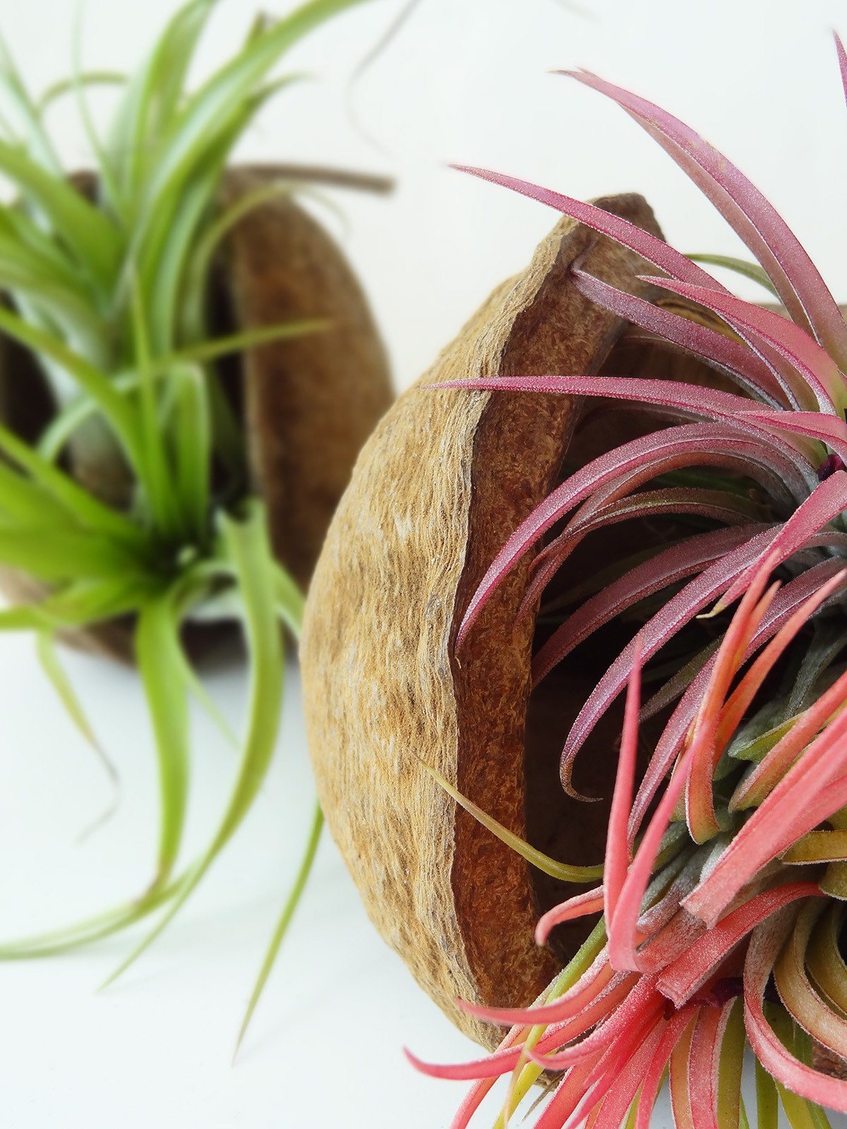 Tropical Nut with Air Plant 9