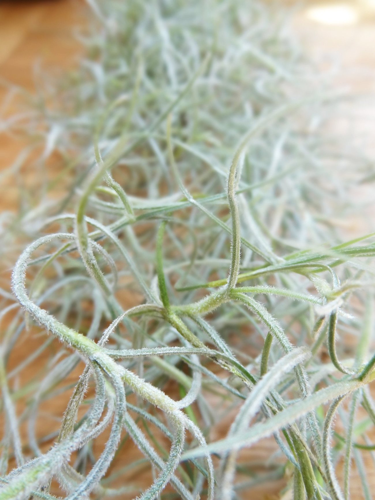 Tillandsia Usneoidus (Spanish Moss)