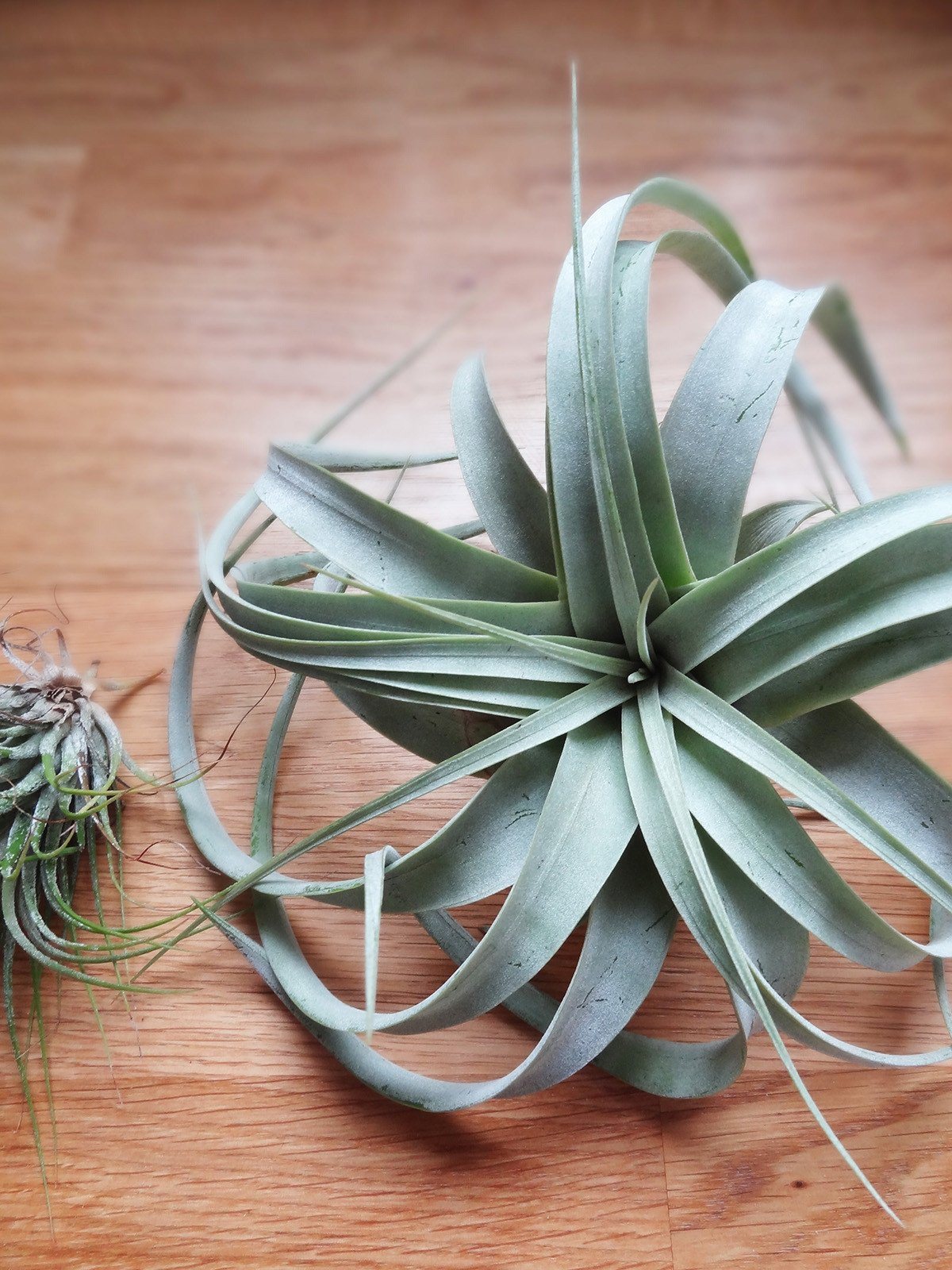 Tillandsia Xerographica 4
