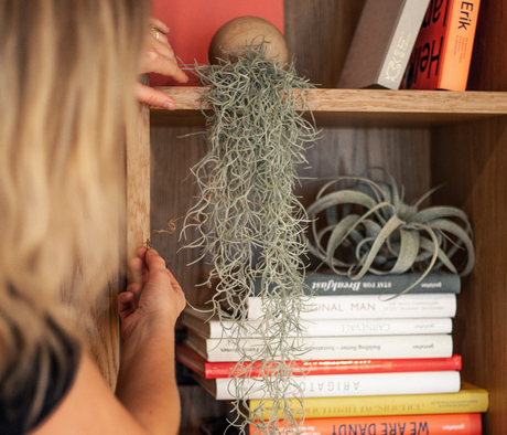 Optimal Care Guide for Airplants Indoors: Tips for Thriving Tillandsias