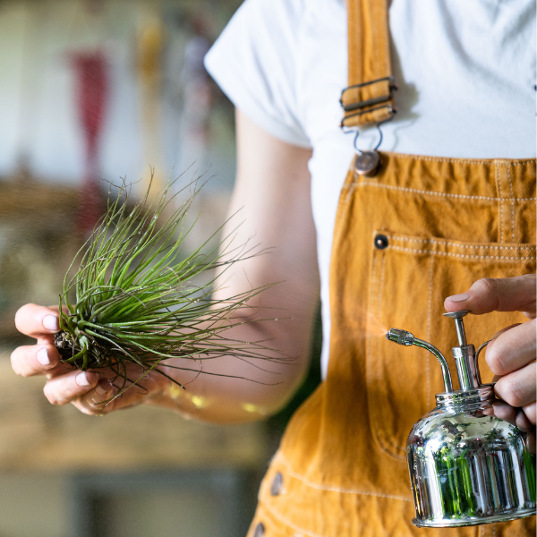 How to take good care of your Tillandsia air plants